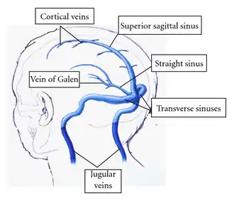 Major sinuses and their tributaries