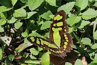 S. s. insularis, Cuba