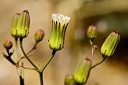 Malacothrix stebbinsii