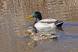 A male and female pair of Mallards swimming