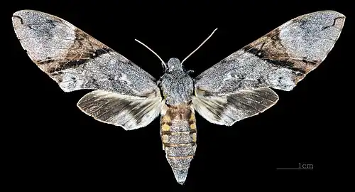 Manduca lefeburii bossardi Dorsal