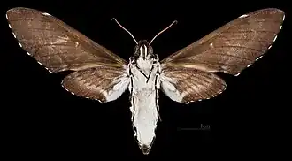 Manduca leucospila ♀ △