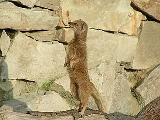 A mongoose in the Jardin des Plantes