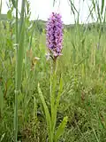 Early marsh orchid