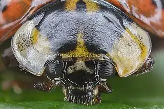 Detail of head and thorax