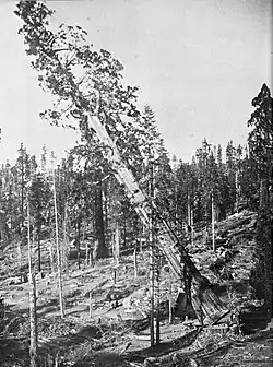 The felling of the Mark Twain Tree. C.C. Curtis. USA, 1891.: 20