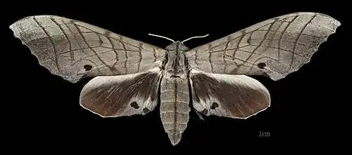 Female M. s. sumatranus, dorsal view