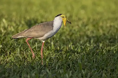 Masked lapwing (Vanellus miles miles) Darwin.jpg