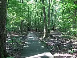 A boardwark through flat green woods.