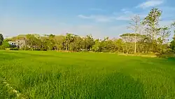 Fields in Kholagram village in Mathiura Union