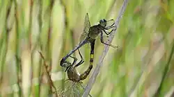 Mating pair, male on top