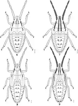 Image of Mecidea Major
