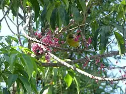 Feeding on flowers of the little Evodia (Melicope rubra).