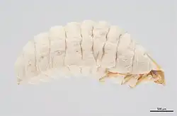 A pale, grub-like insect with a small yellow head and three small pairs of legs near the front