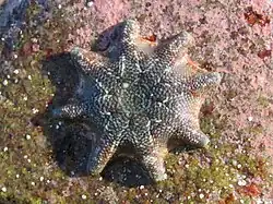 6-armed star fish