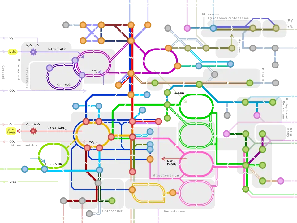 Metro-style map of major metabolic pathways