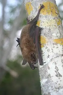 A brown bat on a tree