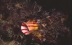 Microcosmus sabatieri