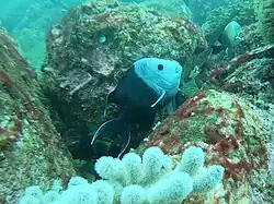 Male in breeding colouration