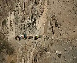 Pack donkeys, Višnevskij 2016