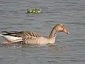 Migratory birds at Ropar Wetland