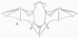 Drawing of bat