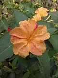 Mirabilis jalapa