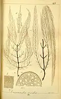 Drawings of Desmarestia viridis Nordhausen :Gedruckt auf kosten des verfassers (in commission bei W. Köhne),1845-71.