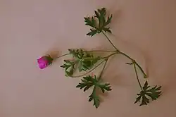 Modiolastrum gilliesii