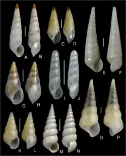 A photograph of many mollusc shells with Batheulima fuscopicata represented in the top left