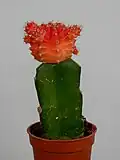 A moon cactus created from a red G. mihanovichii