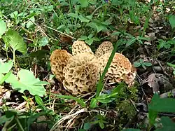 Yellow morels in France