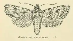 Morrisonia pansicolor