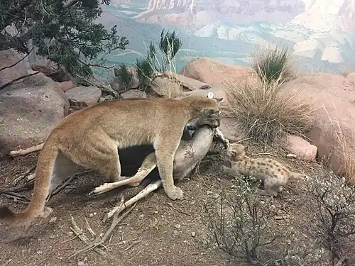 Mountain Lion diorama