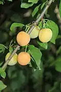 Ripened fruits on the branch