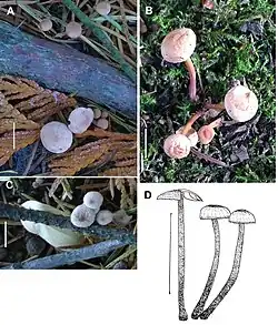 M. scorodonius f. diminutivus