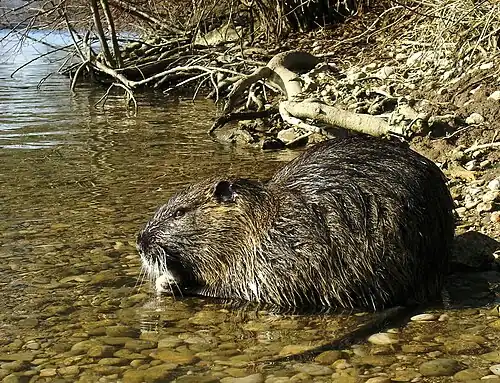 Brown nutria in water