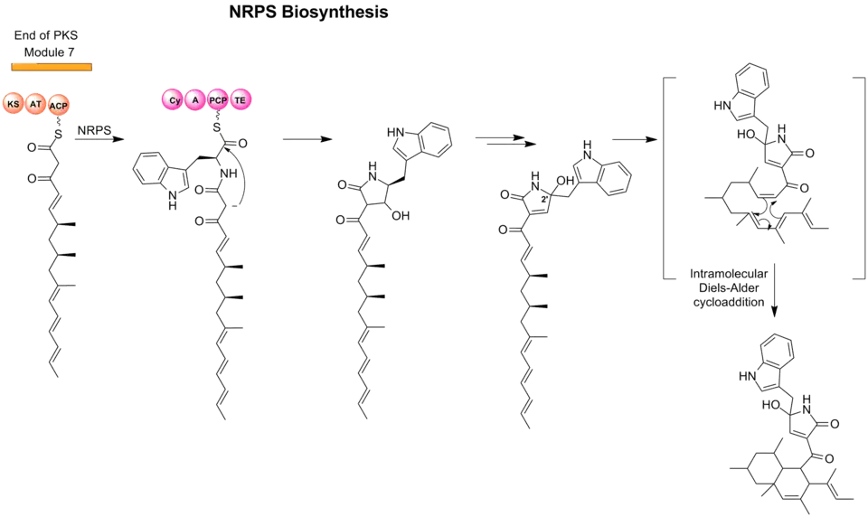Figure 2. Formation of tetramic acid and cyclization of PKS unit