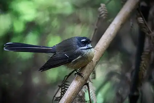 New Zealand fantail (pīwakawaka)
