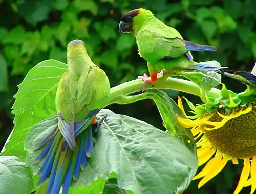 View from back of a pair of black-headed parakeets perched on a large leafy vine