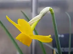 Flower of Narcissus cuatrecasasii