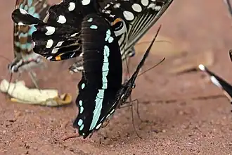 P. n. nireus dorsal side Bobiri Forest, Ghana