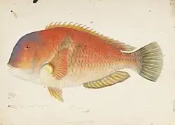 Illustration by Kawahara Keiga, 1823 - 1829.