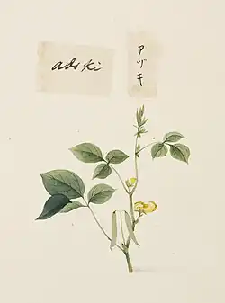 Illustration with historical kana アヅキ