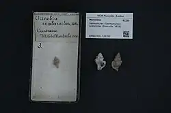 A specimen display of Dermomurex scalaroides
