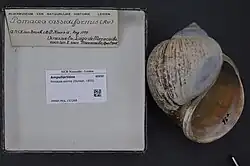 Shell specimen