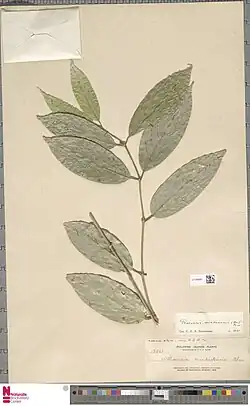 Williamsia mindanaensis Elmer (type of) - Praravinia mindanaensis (Merr.) Bremek. (species)