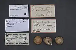 Three trochomorpha kuesteri shells and five labels
