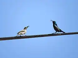 Pair in south Hebron, West Bank. The orange tufts at the sides of the breast can be seen on the male on the right.