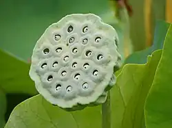 Lotus seed head